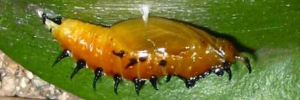 Pupa, side view: Black Jezebel (Delias nigrina)
