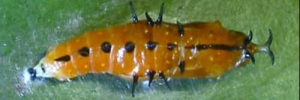 Pupa, top view: Black Jezebel (Delias nigrina)