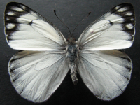 Adult, male, upperside: Yellow-spotted Jezebel (Delias nysa nysa)