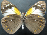 Adult, male, underside: Yellow-spotted Jezebel (Delias nysa nysa)