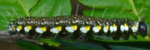 Final instar larva, side view: Yellow-spotted Jezebel (Delias nysa nysa)