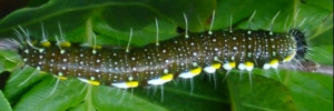 Final instar larva, top view: Yellow-spotted Jezebel (Delias nysa nysa)