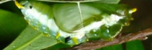 Pupa, side view: Yellow-spotted Jezebel (Delias nysa nysa)