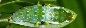 Pupa, top view: Yellow-spotted Jezebel (Delias nysa nysa)