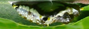 Pupa, side view: Yellow-spotted Jezebel (Delias nysa nysa)