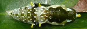 Pupa, top view: Yellow-spotted Jezebel (Delias nysa nysa)