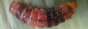 Final instar larva, top view: White-spotted Flash (Deudorix democles democles)