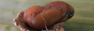 Pupa, side view: White-spotted Flash (Deudorix democles democles)
