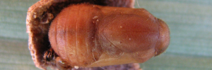 Pupa, top view: White-spotted Flash (Deudorix democles democles)