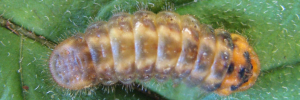Final instar larva, top view: Bright Cornelian (Deudorix diovis)