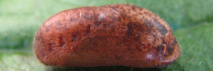 Pupa, side view: Bright Cornelian (Deudorix diovis)