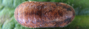 Pupa, top view: Bright Cornelian (Deudorix diovis)