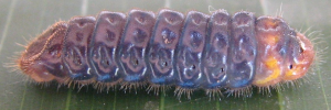 Final instar larva, side view: Dull Cornelian (Deudorix epijarbas dido)