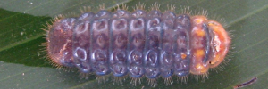 Final instar larva, top view: Dull Cornelian (Deudorix epijarbas dido)