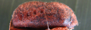 Pupa, side view: Dull Cornelian (Deudorix epijarbas dido)