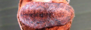 Pupa, top view: Dull Cornelian (Deudorix epijarbas dido)