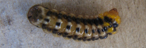 Final instar larva, top view: Orange-lobed Flash (Deudorix epirus agimar)