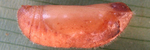 Pupa, side view: Orange-lobed Flash (Deudorix epirus agimar)