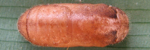 Pupa, top view: Orange-lobed Flash (Deudorix epirus agimar)
