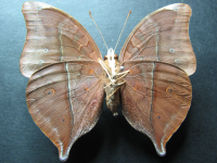 Adult, male, underside: Leafwing (Doleschallia bisaltide australis)