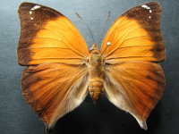 Adult, female, upperside: Leafwing (Doleschallia bisaltide australis)