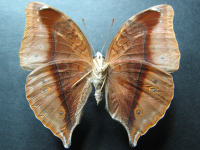 Adult, female, underside: Leafwing (Doleschallia bisaltide australis)