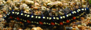 Final instar larva, side view: Leafwing (Doleschallia bisaltide australis)