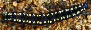 Final instar larva, top view: Leafwing (Doleschallia bisaltide australis)