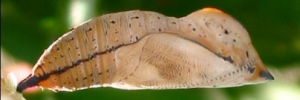 Pupa, side view: Leafwing (Doleschallia bisaltide australis)