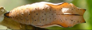 Pupa, top view: Leafwing (Doleschallia bisaltide australis)