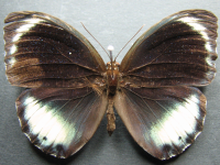 Adult, male, upperside: Palmfly (Elymnias agondas australiana)