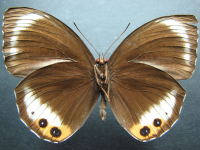 Adult, male, underside: Palmfly (Elymnias agondas australiana)