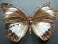 Adult, female, upperside: Palmfly (Elymnias agondas australiana)