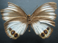 Adult, female, underside: Palmfly (Elymnias agondas australiana)