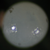 Egg, egg: Palmfly (Elymnias agondas australiana)