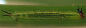 Early instar larva, side view: Palmfly (Elymnias agondas australiana)