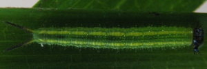 Early instar larva, top view: Palmfly (Elymnias agondas australiana)