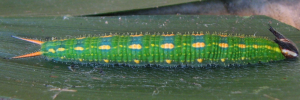 Final instar larva, side view: Palmfly (Elymnias agondas australiana)