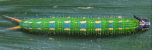 Final instar larva, top view: Palmfly (Elymnias agondas australiana)