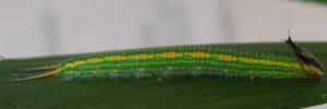 Later instar larva, side view: Palmfly (Elymnias agondas australiana)