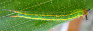 Later instar larva, top view: Palmfly (Elymnias agondas australiana)