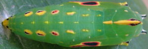 Pupa, top view: Palmfly (Elymnias agondas australiana)