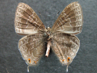 Adult, male, underside: Hairy Line-blue (Erysichton lineata lineata)