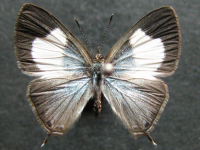 Adult, female, upperside: Hairy Line-blue (Erysichton lineata lineata)