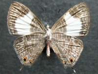 Adult, female, underside: Hairy Line-blue (Erysichton lineata lineata)
