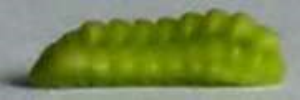Final instar larva, side view: Hairy Line-blue (Erysichton lineata lineata)