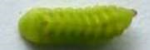 Final instar larva, top view: Hairy Line-blue (Erysichton lineata lineata)