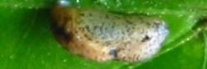 Pupa, side view: Hairy Line-blue (Erysichton lineata lineata)