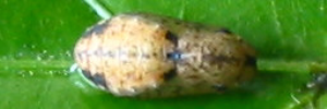 Pupa, top view: Hairy Line-blue (Erysichton lineata lineata)