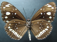 Adult, male, underside: Common Crow (Euploea core corinna)